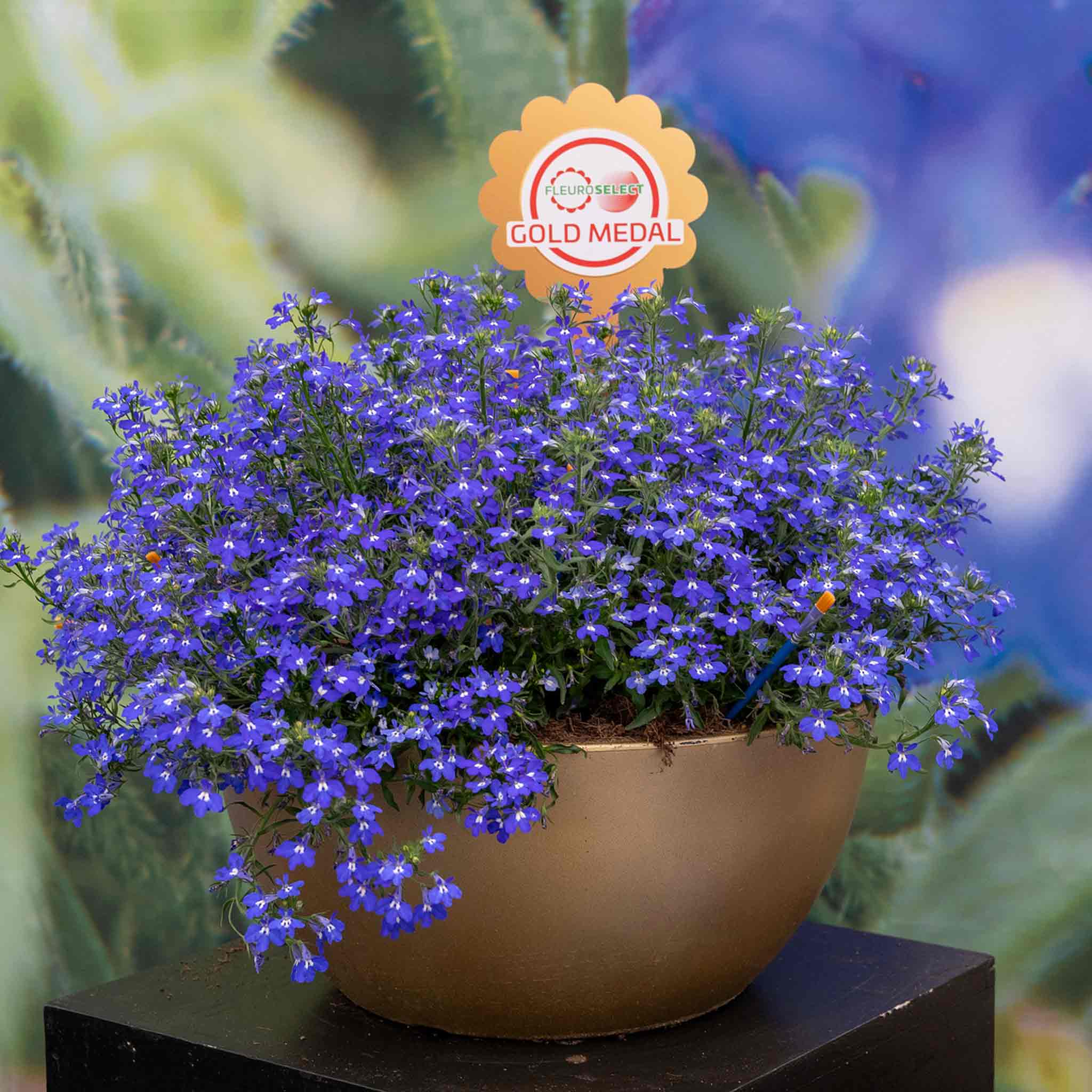 400 Lobelia Cambridge Blue Seeds - Non-GMO Annual Flower Seeds (Maxboba)
