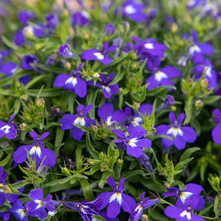 Lobelia Seeds 'Masterpiece Blue'