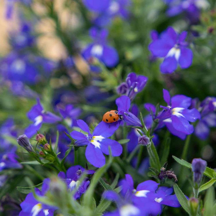Lobelia Seeds 'Masterpiece Blue'