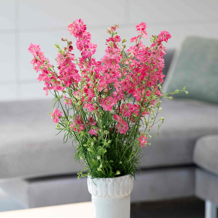 Delphinium Seeds 'King Scarlet English Rose'