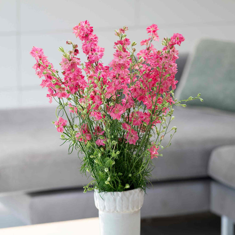 Delphinium Seeds 'King Scarlet English Rose'