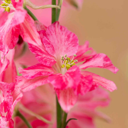 Delphinium Seeds 'King Scarlet English Rose'