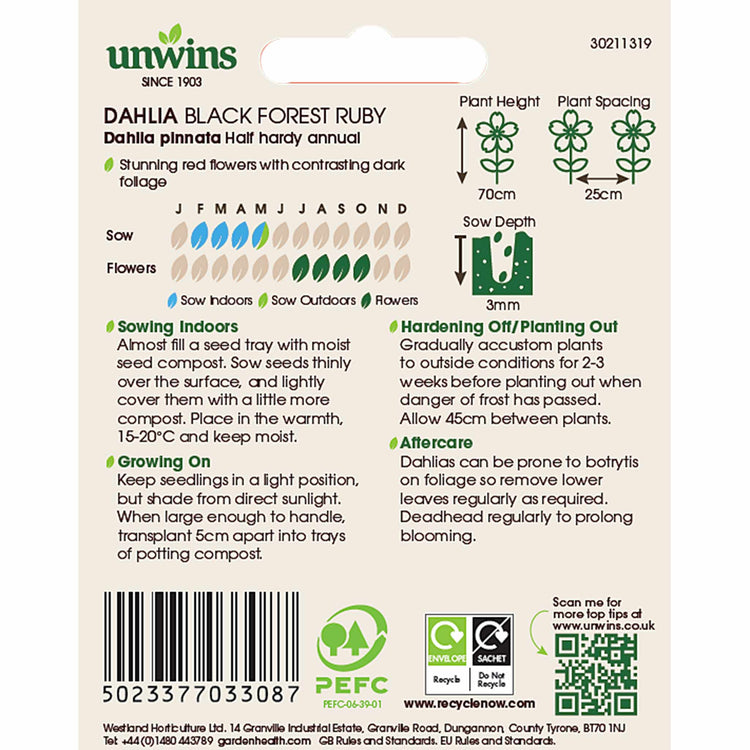 Dahlia Pinnata Seeds 'Black Forest Ruby'
