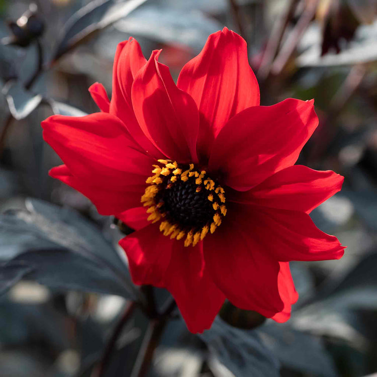 Dahlia Pinnata Seeds 'Black Forest Ruby'