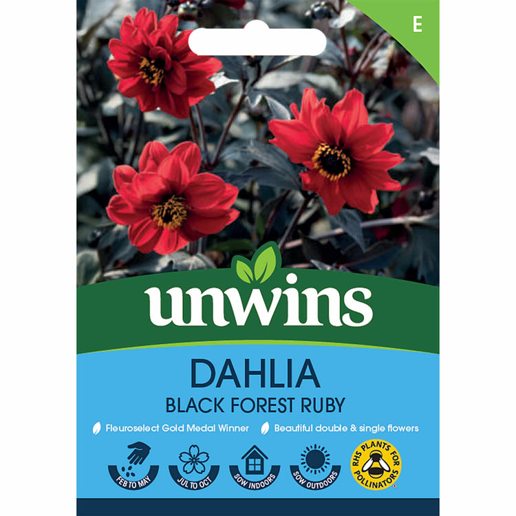 Dahlia Pinnata Seeds 'Black Forest Ruby'