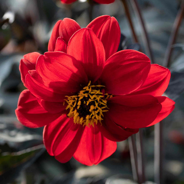 dahlia pinnata seeds Dahlia Pinnata Seeds 'Black Forest Ruby' – Marshalls Garden