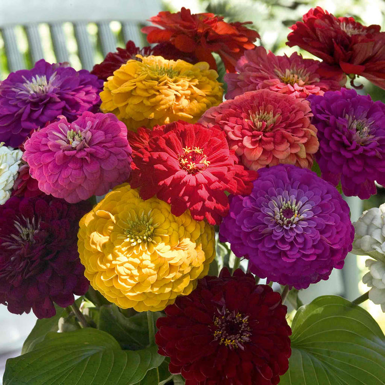 Zinnia Seeds 'Benary's Giant'