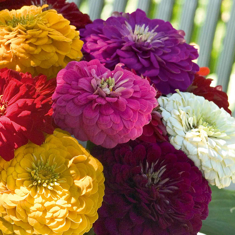 Zinnia Seeds 'Benary's Giant'
