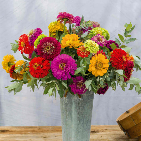 Zinnia Seeds 'Benary's Giant'