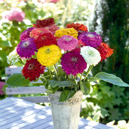 Zinnia Seeds 'Benary's Giant'