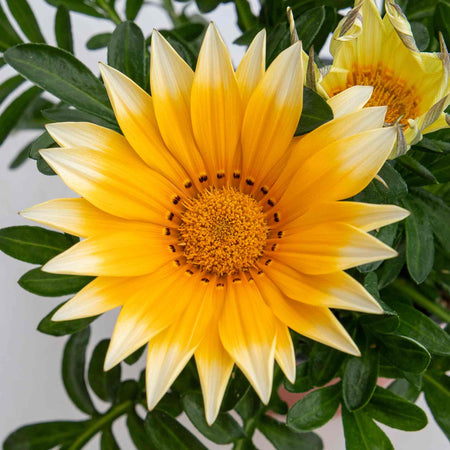 Gazania Seeds 'Sunny Side Up'