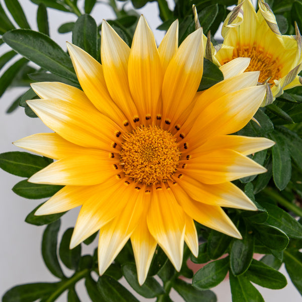 Gazania Seeds 'Sunny Side Up'