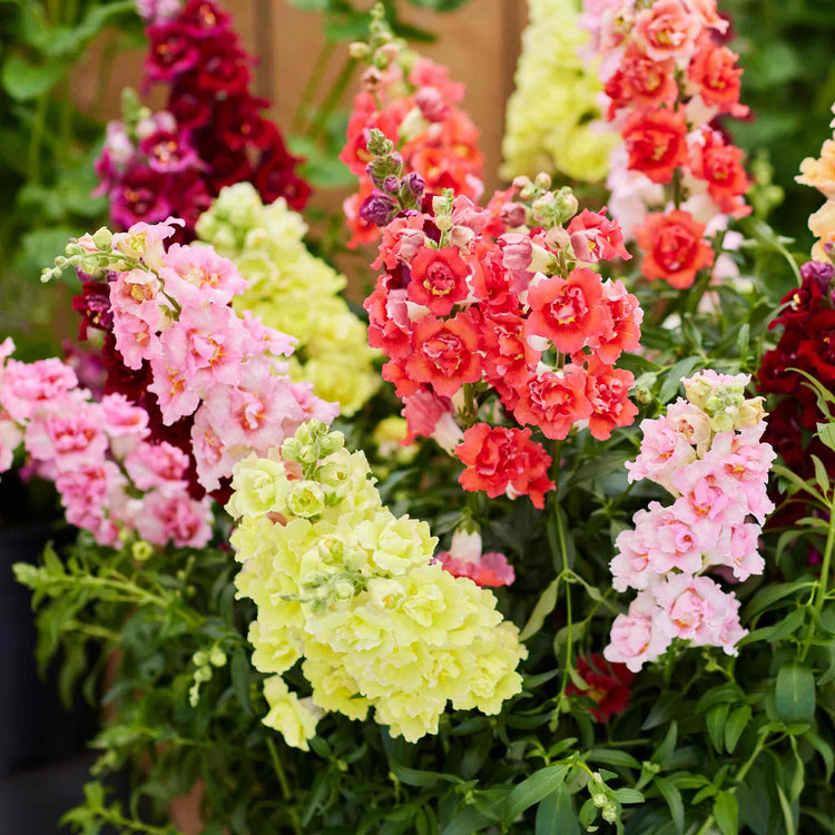 Antirrhinum Seeds 'Doubleshot Mix'