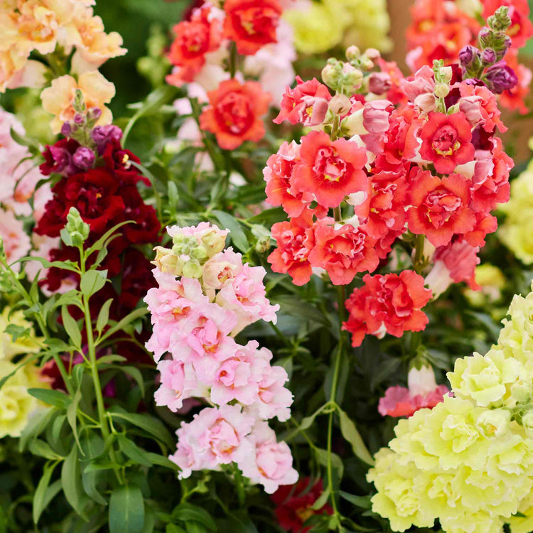 Antirrhinum Seeds 'Doubleshot Mix'