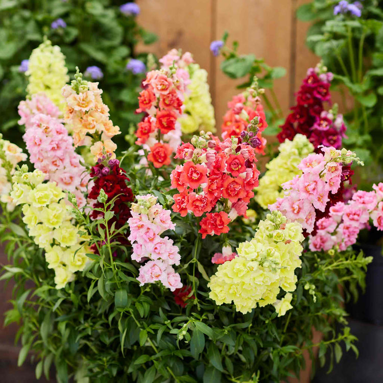 Antirrhinum Seeds 'Doubleshot Mix'