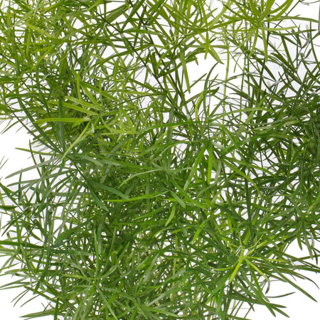 Asparagus Fern Seeds