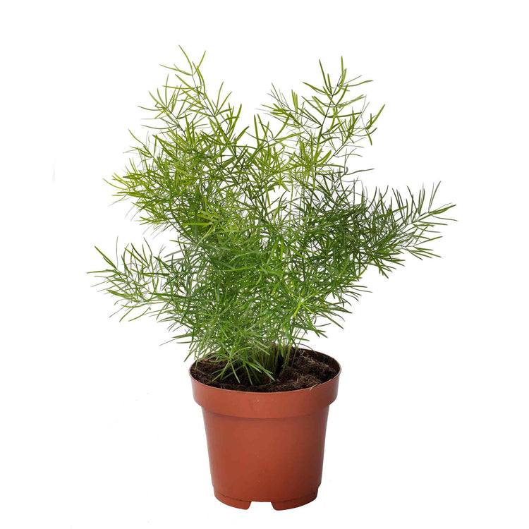 Asparagus Fern Seeds
