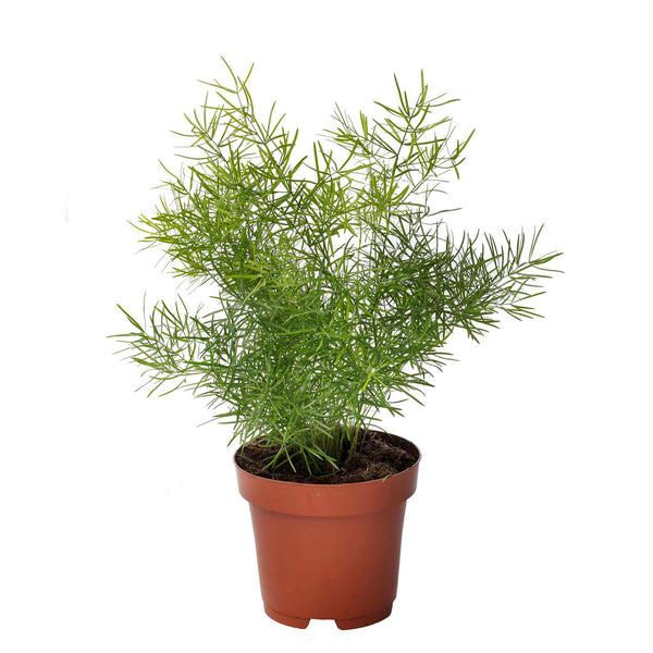 Asparagus Fern Seeds