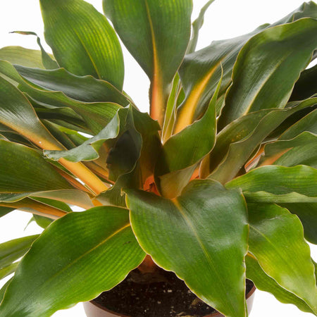 Chlorophytum Orchidastrum Seeds