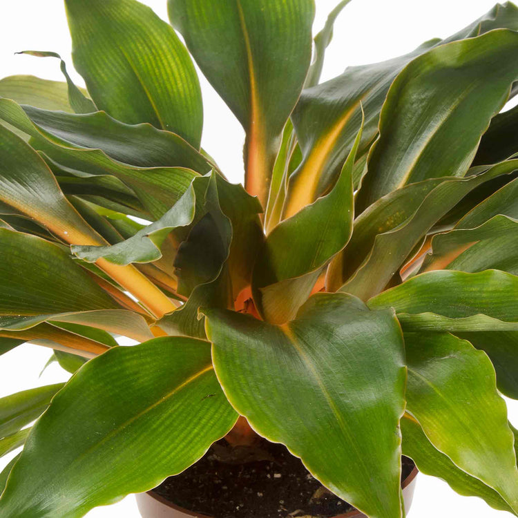 Chlorophytum Orchidastrum Seeds