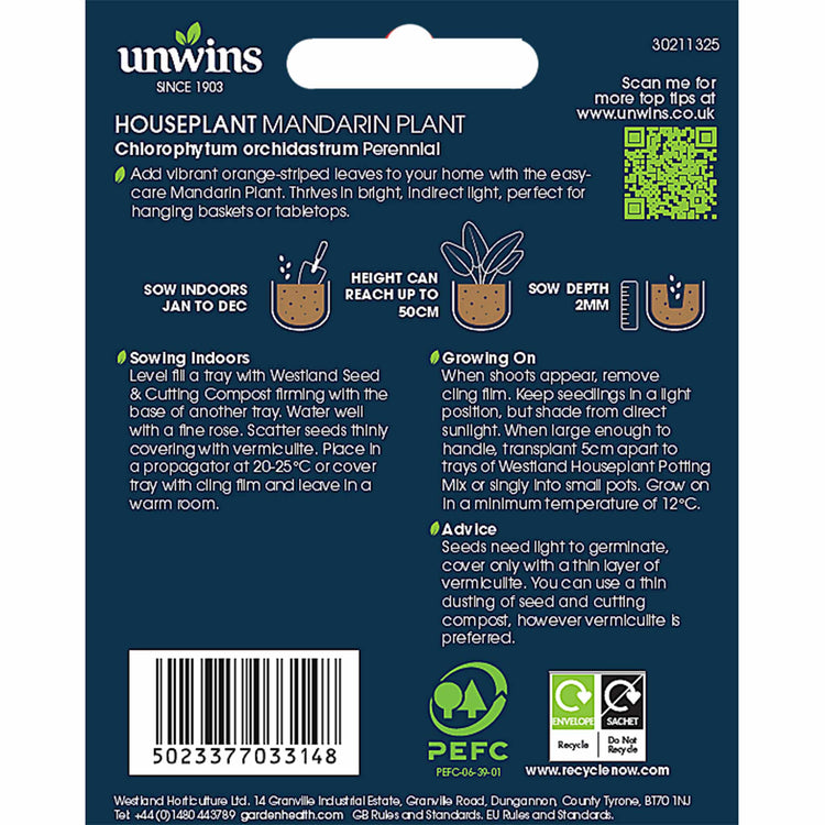 Chlorophytum Orchidastrum Seeds