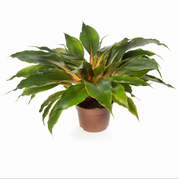 Chlorophytum Orchidastrum Seeds