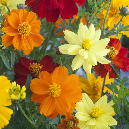 Cosmos Seeds 'Brightness Mix'