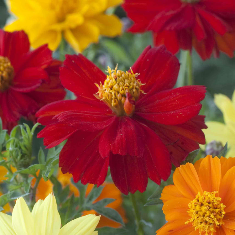 Cosmos Seeds 'Brightness Mix'