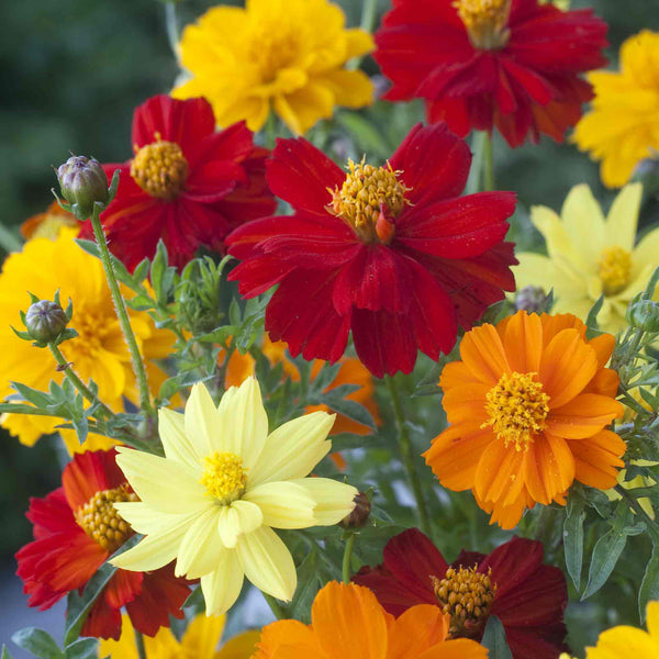 Cosmos Seeds 'Brightness Mix'