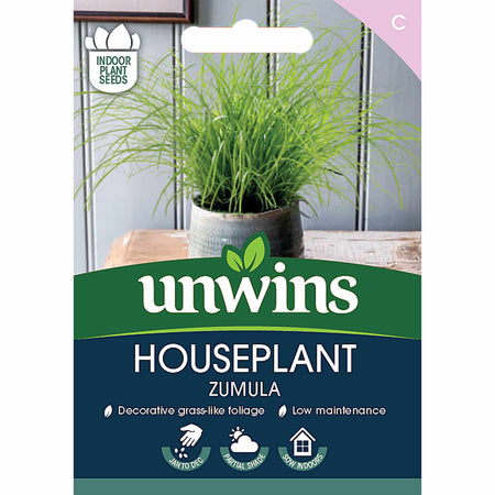 Cyperus (Cat Grass) Seeds 'Zumula'