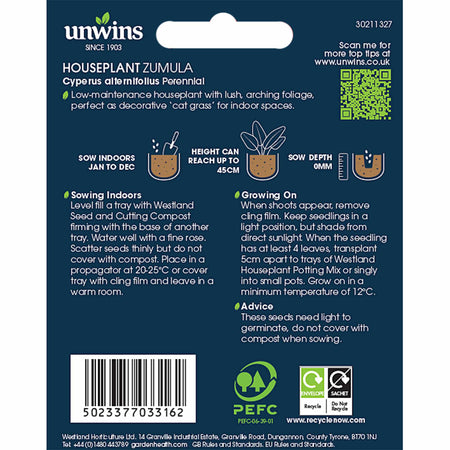 Cyperus (Cat Grass) Seeds 'Zumula'