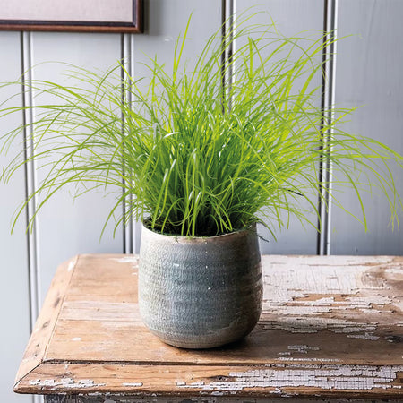 Cyperus (Cat Grass) Seeds 'Zumula'