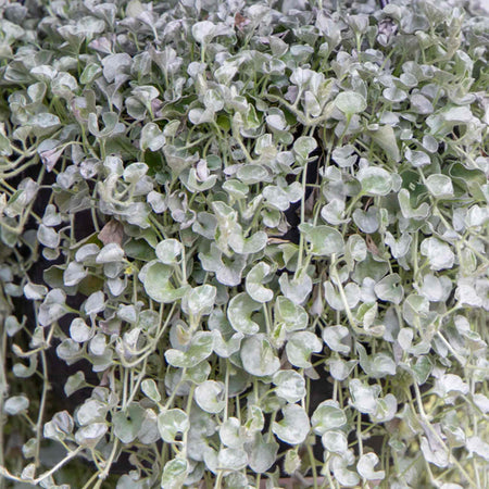 Dichondra Seeds 'Silver Surfer'