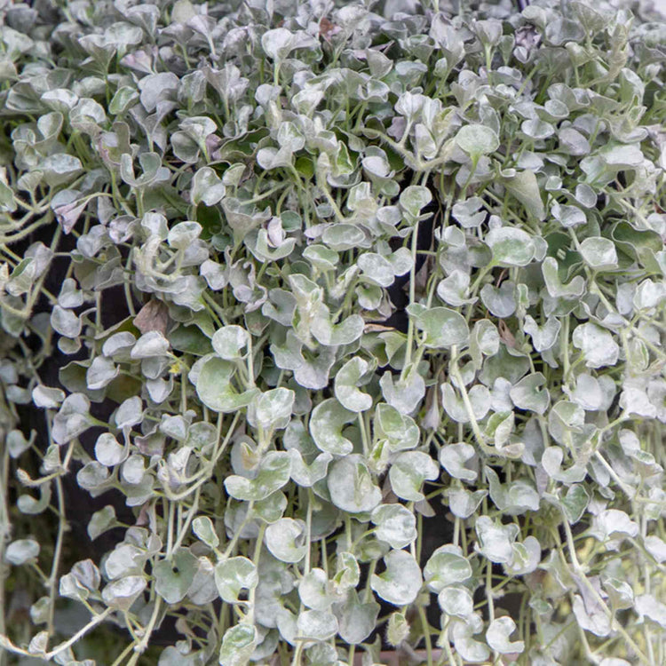 Dichondra Seeds 'Silver Surfer'