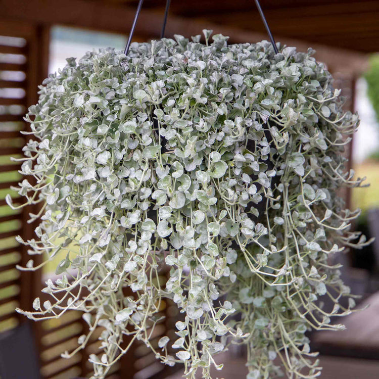 Dichondra Seeds 'Silver Surfer'