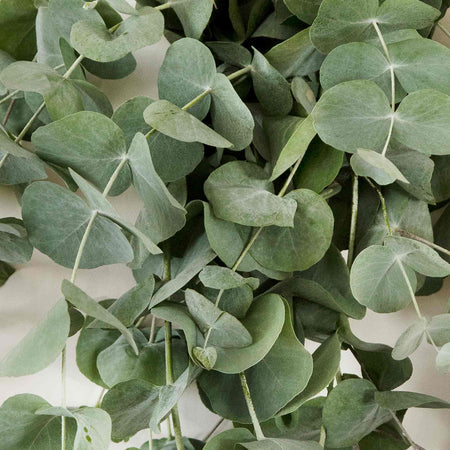 Eucalyptus Seeds 'Baby Blue'