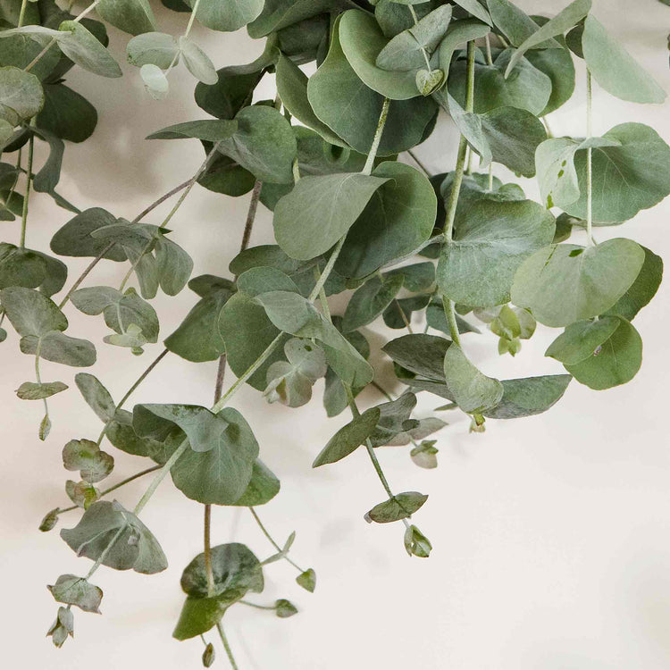 Eucalyptus Seeds 'Baby Blue'