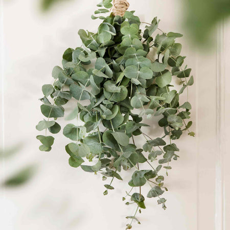 Unwins Houseplant Seed Collection – 5 Varieties