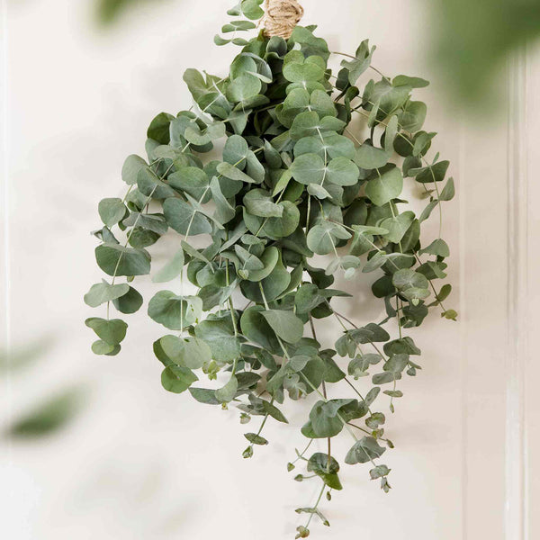 Eucalyptus Seeds 'Baby Blue'