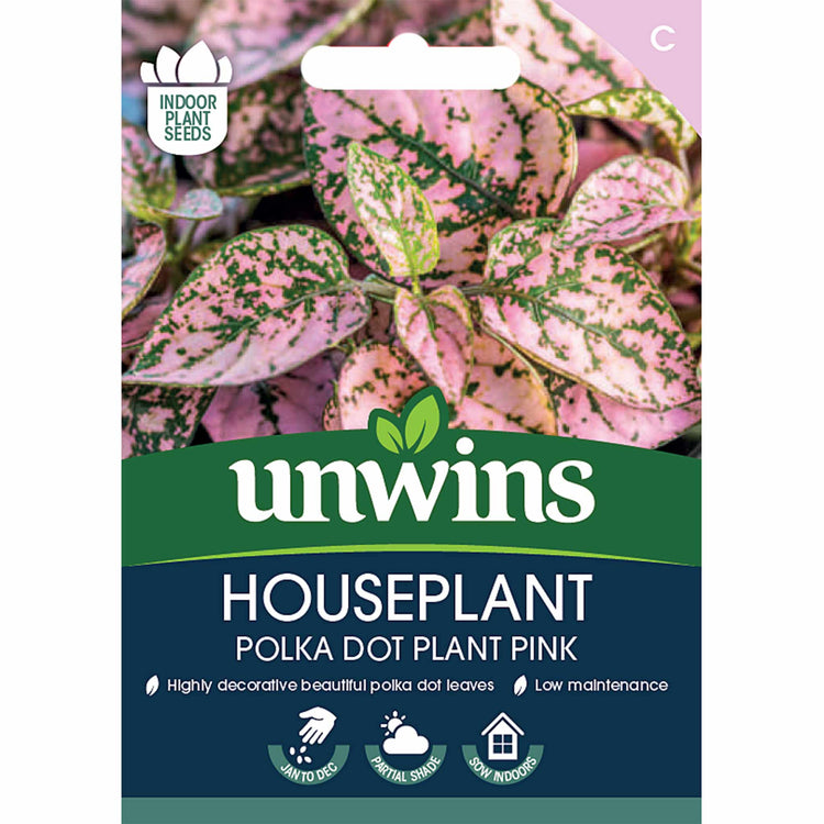 buy house plant seeds Hypoestes Seeds 'Polka Dot Plant'