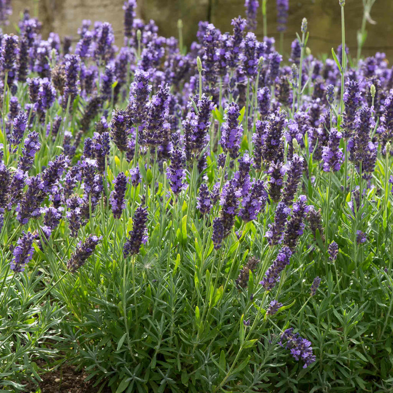 Lavender Seeds 'Blue Spear'