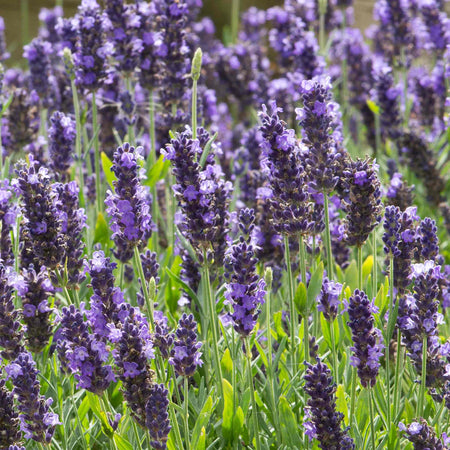 Lavender Seeds 'Blue Spear'