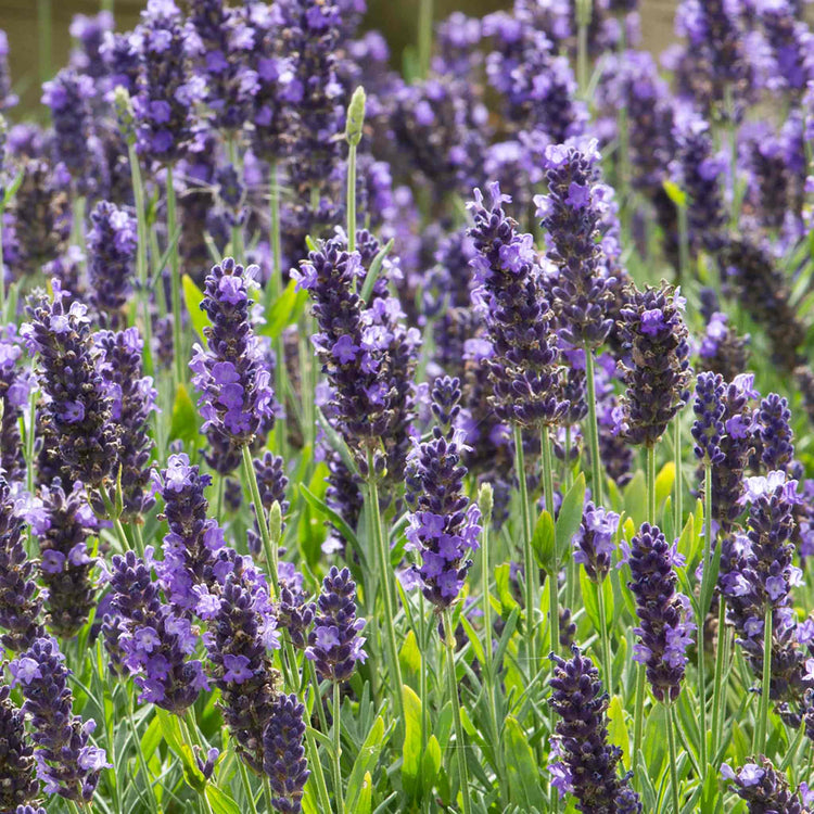Lavender Seeds 'Blue Spear'