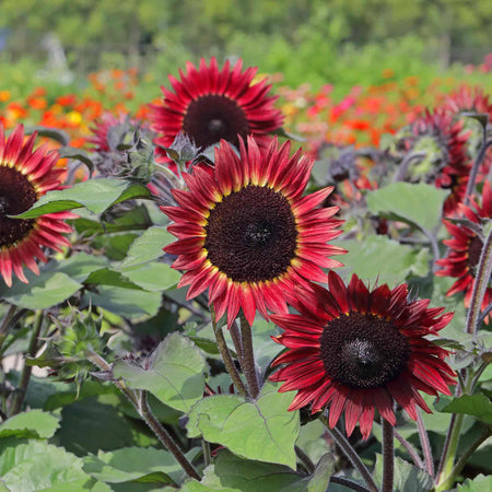 Sunflower Seeds 'Desire Red'
