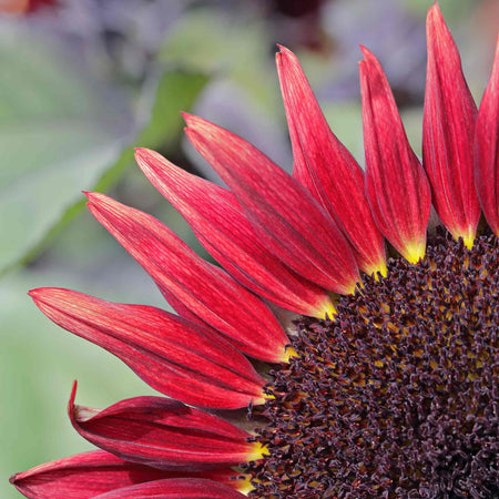 Sunflower Seeds 'Desire Red'