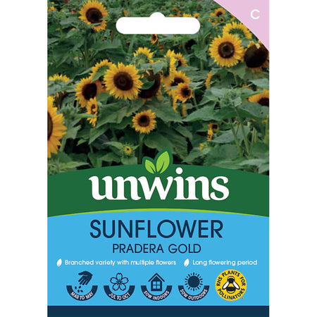 Sunflower Seeds 'Pradera Gold'