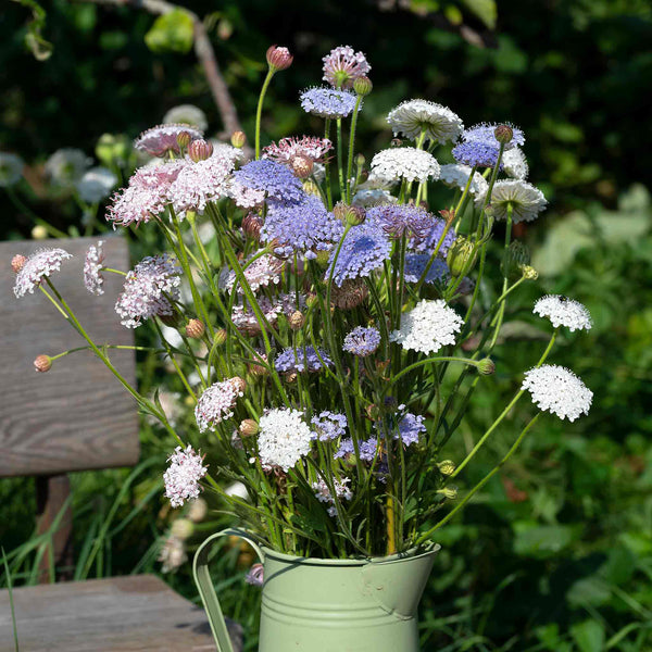 Blue Lace Flower Seeds 'Lace Heavenly Umbels'