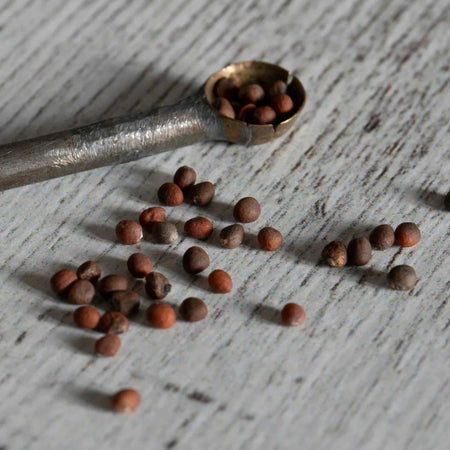 Calabrese Seeds 'Marathon' F1