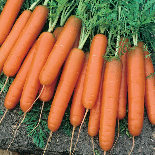 Carrot Seeds 'Early Scarlet Horn'