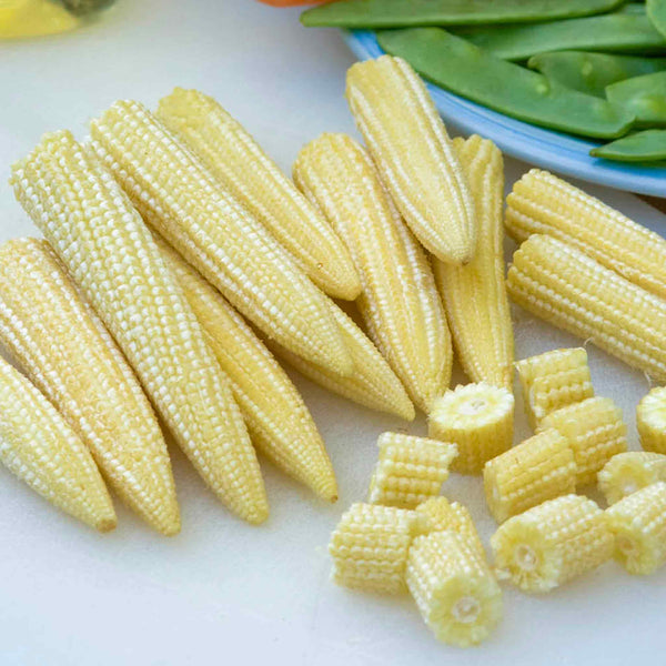 Sweetcorn Seeds 'Mini Pop' F1